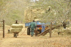 Unloading the bales and carrying them with wheelbarrows
