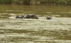 The hippo family at bath