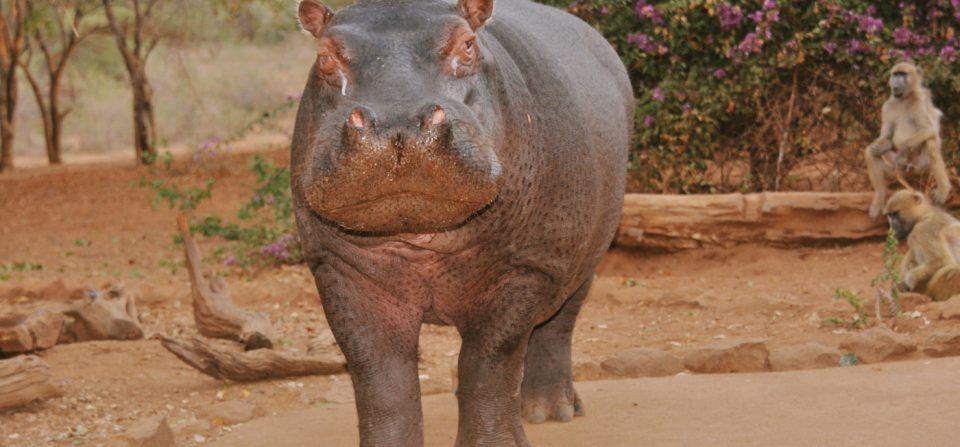 We save the hippos at Turgwe Hippo Trust - A hippo haven in Zimbabwe