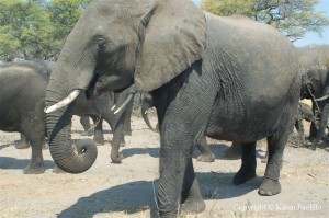 elephant-presidential