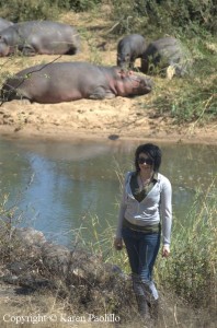 hazel-hippos