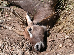 Waterbuck-with-arrow-in-neck