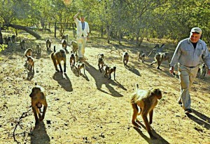 Karen's backyard with baboons