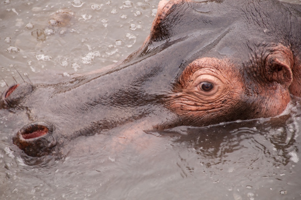 Hippo female, close to her eye