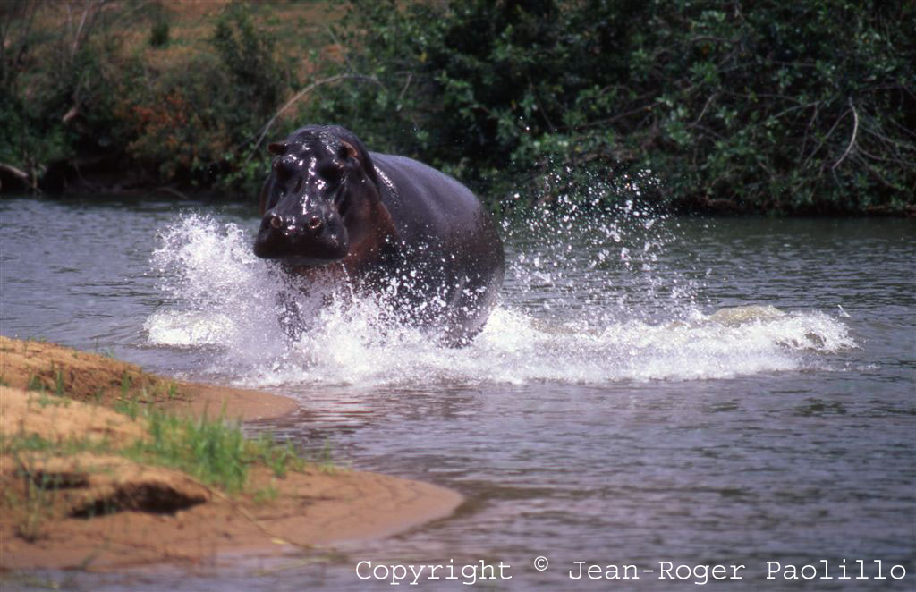 Anniversary of 20 years of living with the Turgwe Hippos. 1990-2010