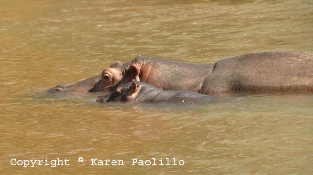 Feb. 2013 – Baby Hippo Banky