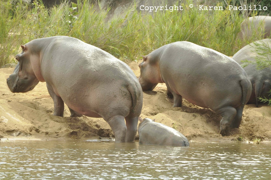 May 2013 – Hippos on land and Painted Dogs