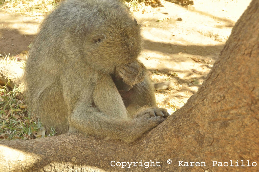 Aug. 2013 – Bella, the baboon being naughty