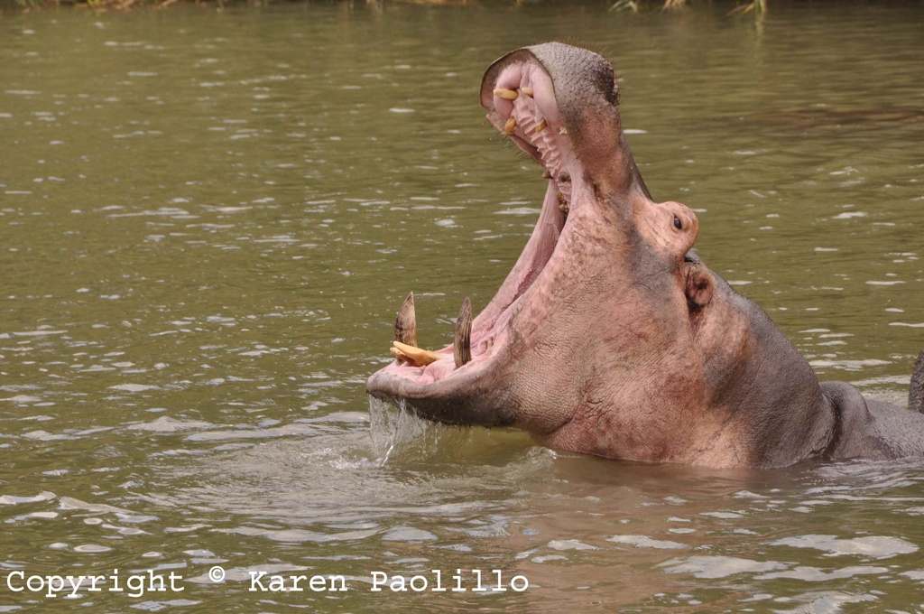 Oct. 2013 – Interesting visitors around Turgwe Hippo Trust