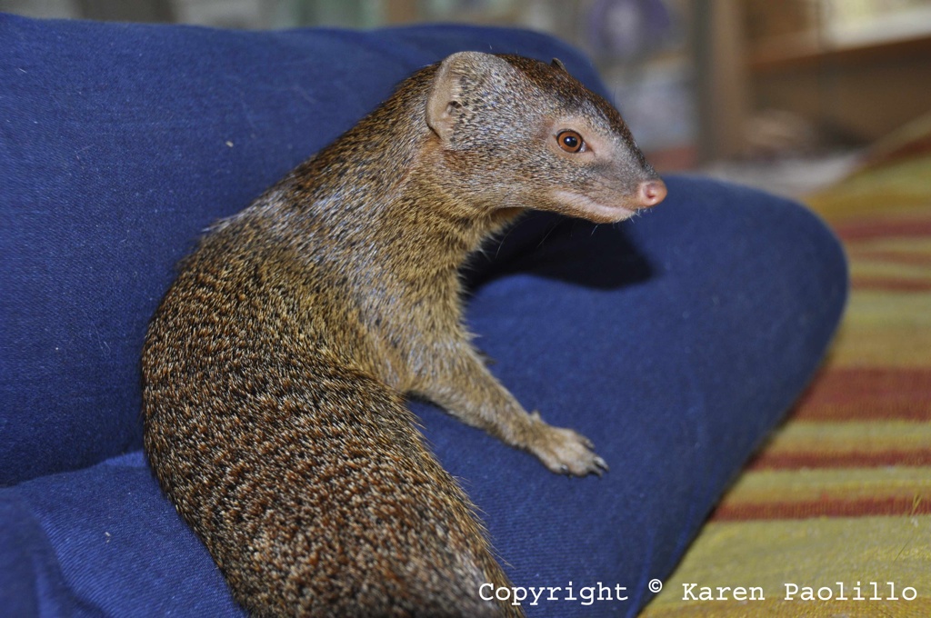 Nov. 2013 – Squiggle slender mongoose