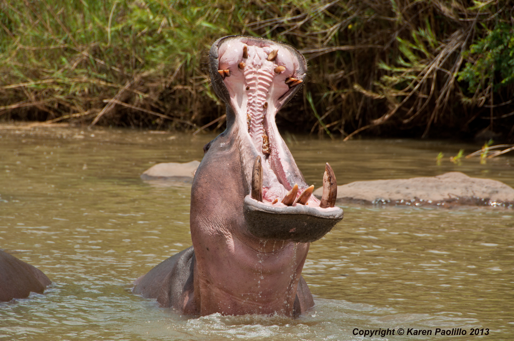 Male hippo gaping