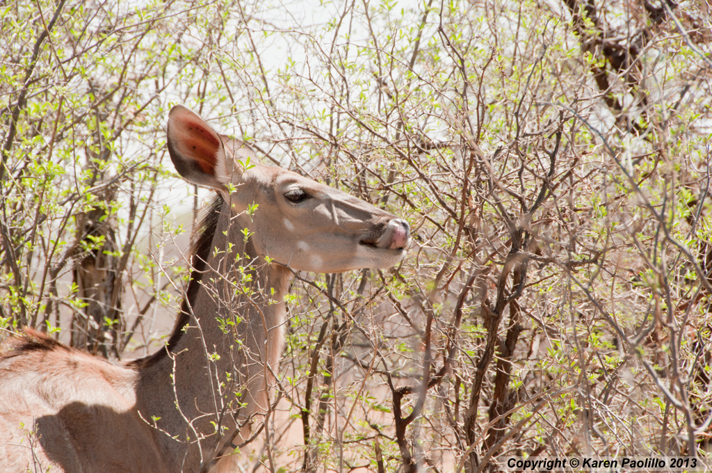 Kudu female licking her lips