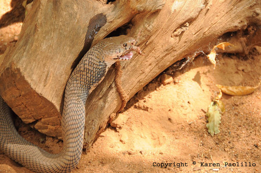 Mozambique spitting cobra