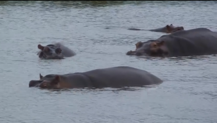 Hippos after the rains