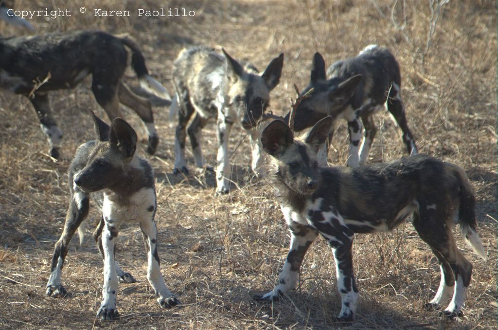 Wild painted dogs in family