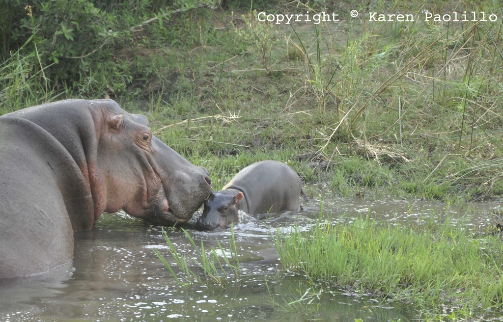 Nov. 2012 – New Born Baby Hippo