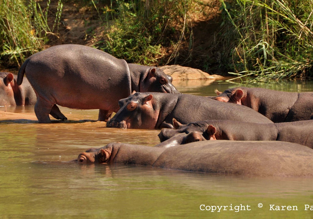 May 2012 – Hippos, other Animals and Plants