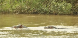 Along the river, hippo calf following mother