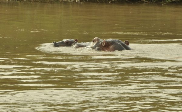 hippo calf with mother Relief