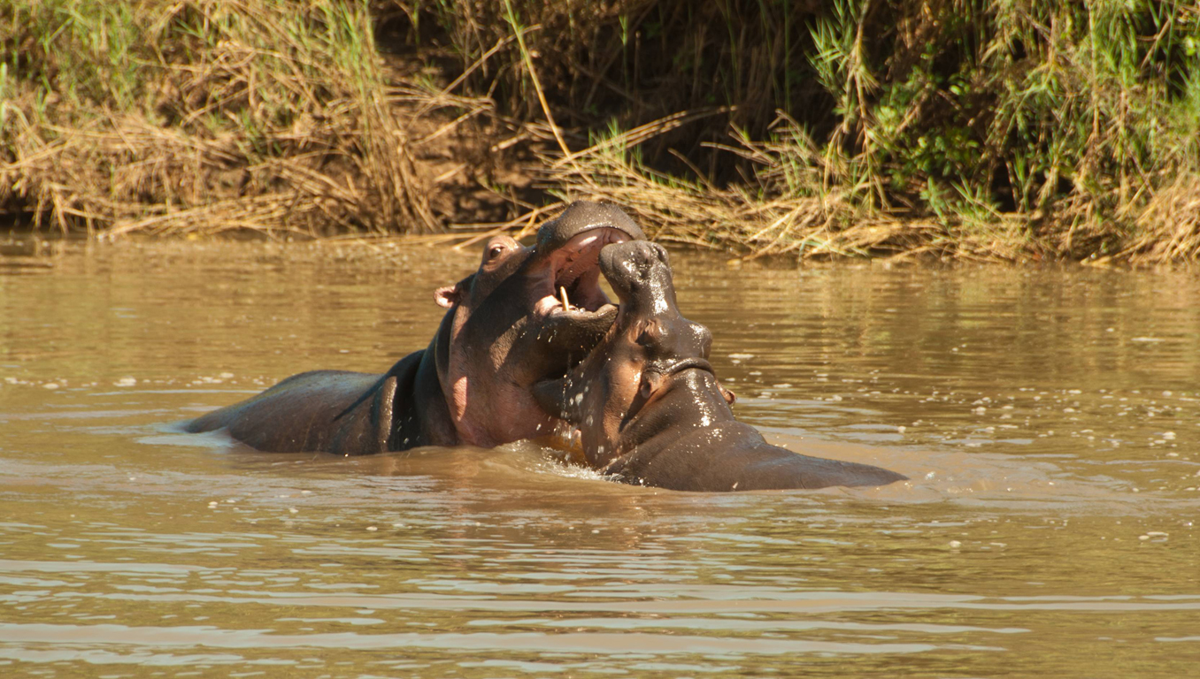 Baby hippos playing.  Banky and BonBon,  March 2014