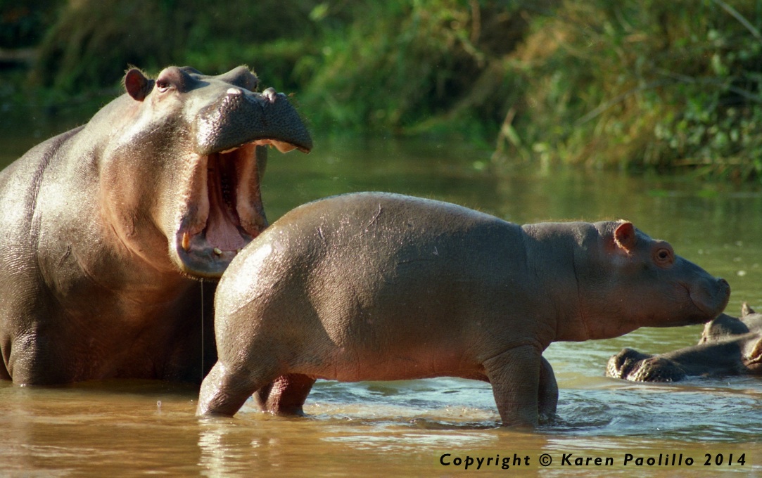Hippos playing in Turgwe River
