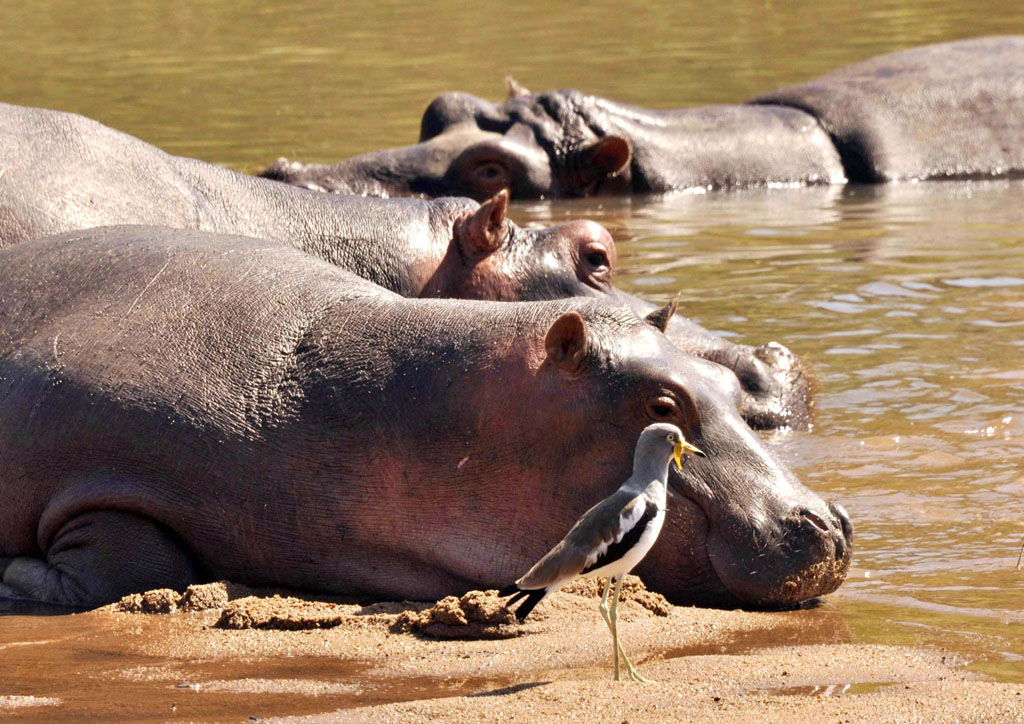 Hippos with White Fronted Plover