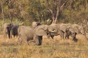 elephants near to Turgwe Hipo Trust