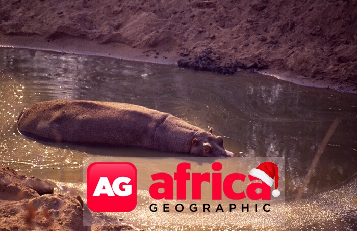 Africa Geographic : The hippos in the drought