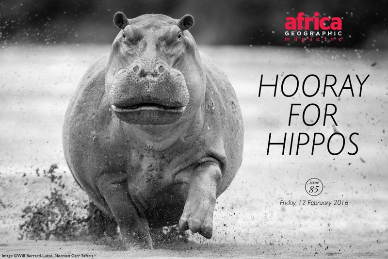 hooray-for-hippos-issue