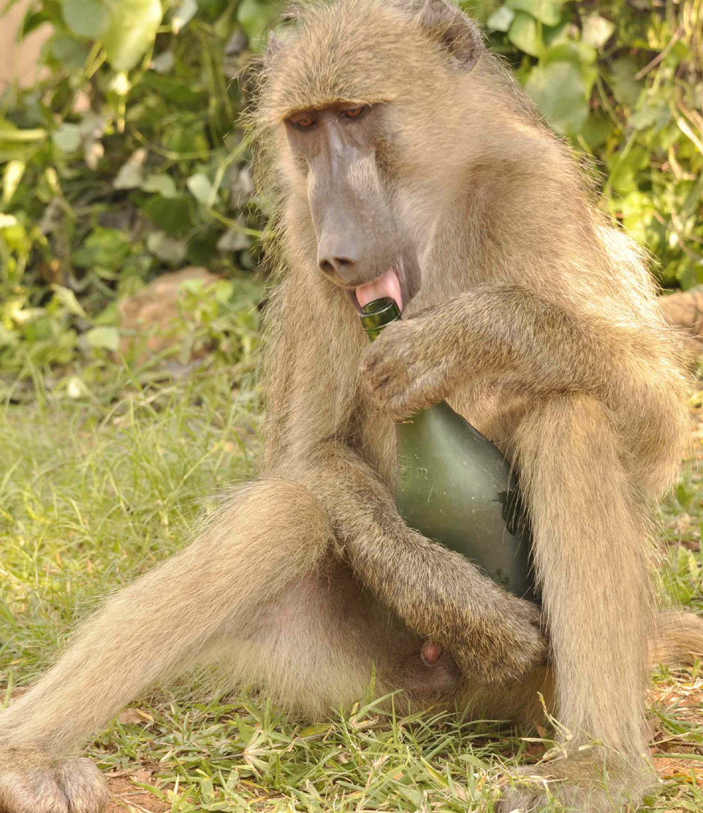 Baboon with Bottle