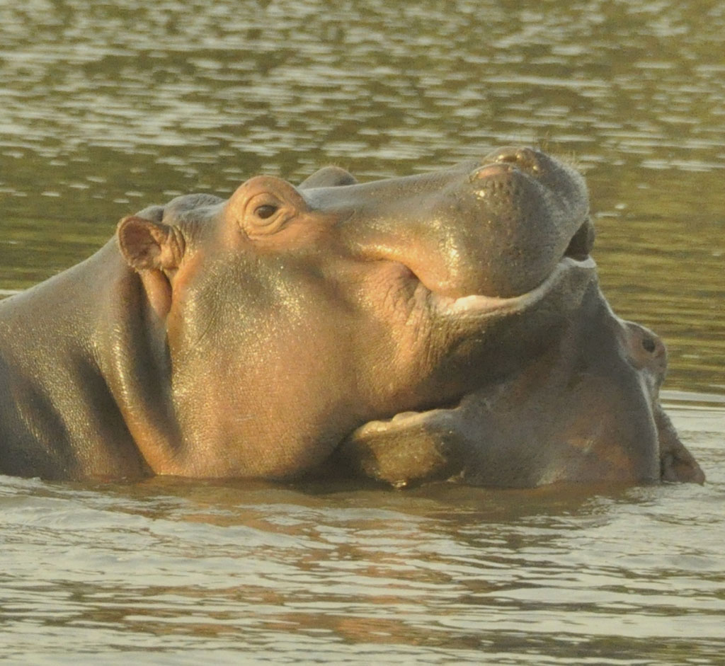 hippo-october-2016