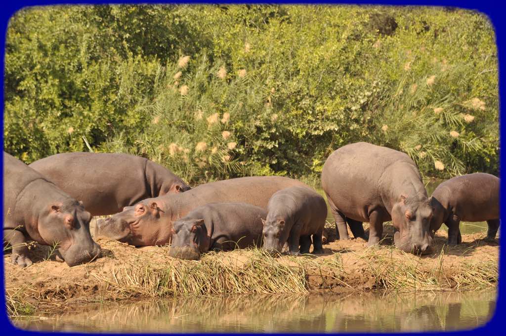 Win a Stay at Turgwe Hippo Trust