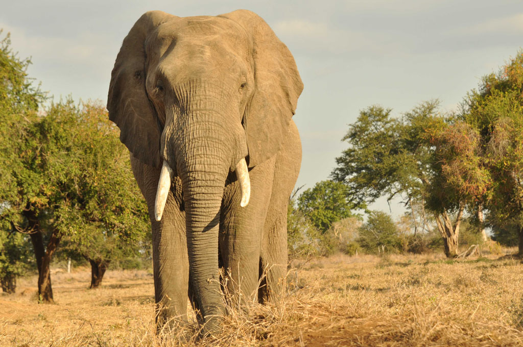 Gona-Rhe-Zhou the place of the elephants Zimbabwe July 2017
