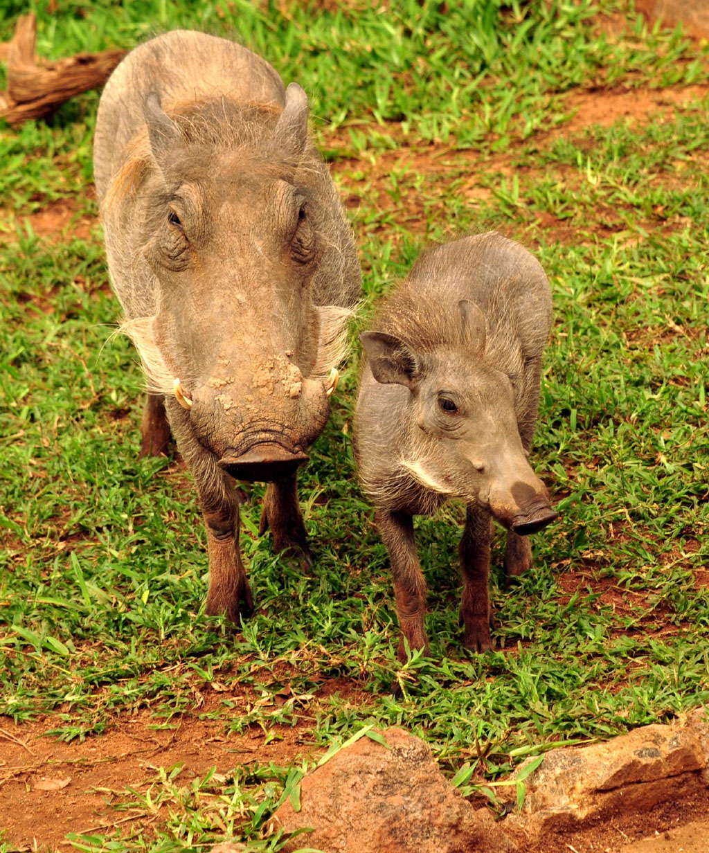 Warthog and baby warthog playing Feb 2018