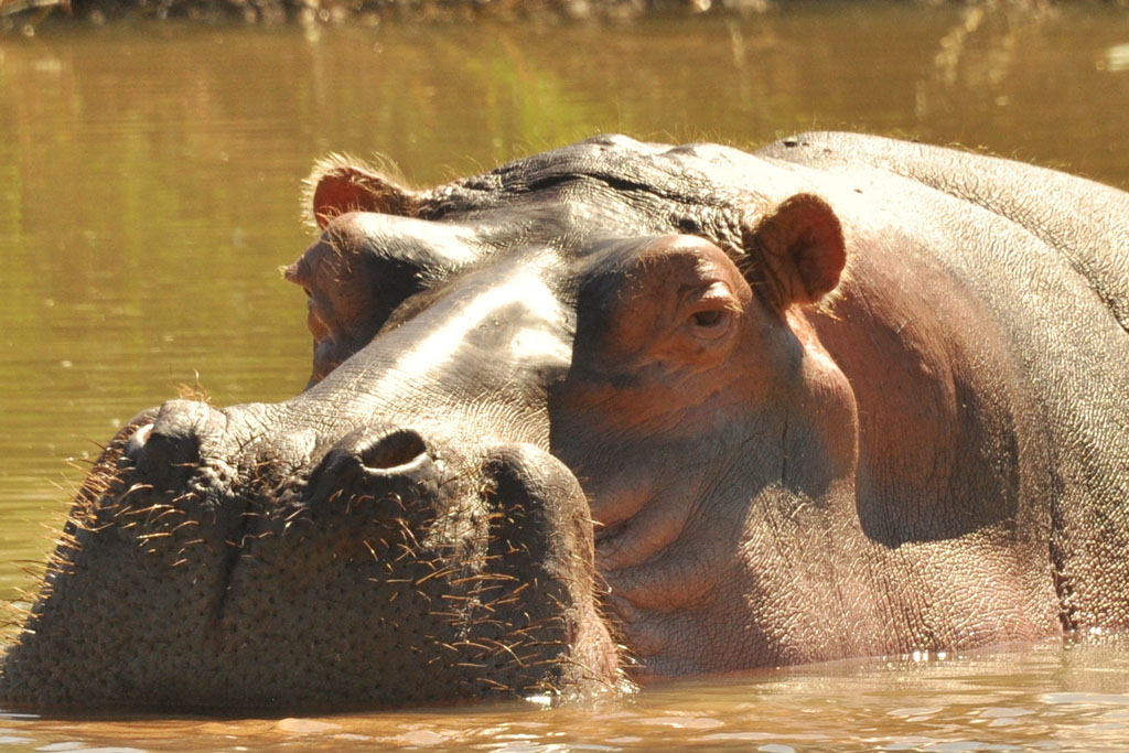 Turgwe Hippos Feb 2019
