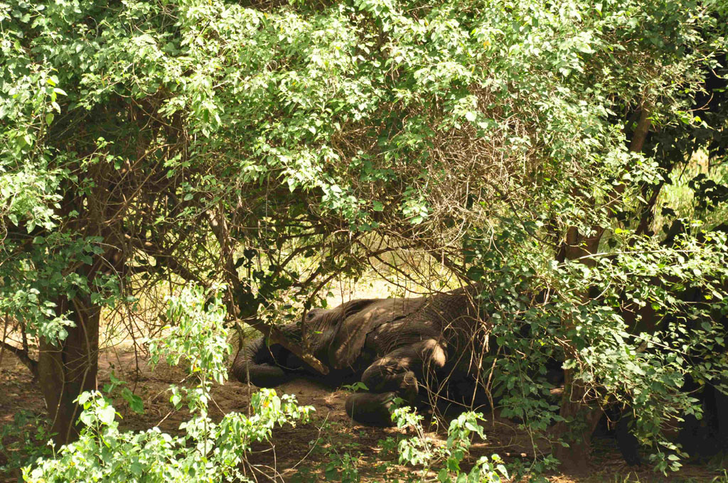 Elephants Sleeping April 2019
