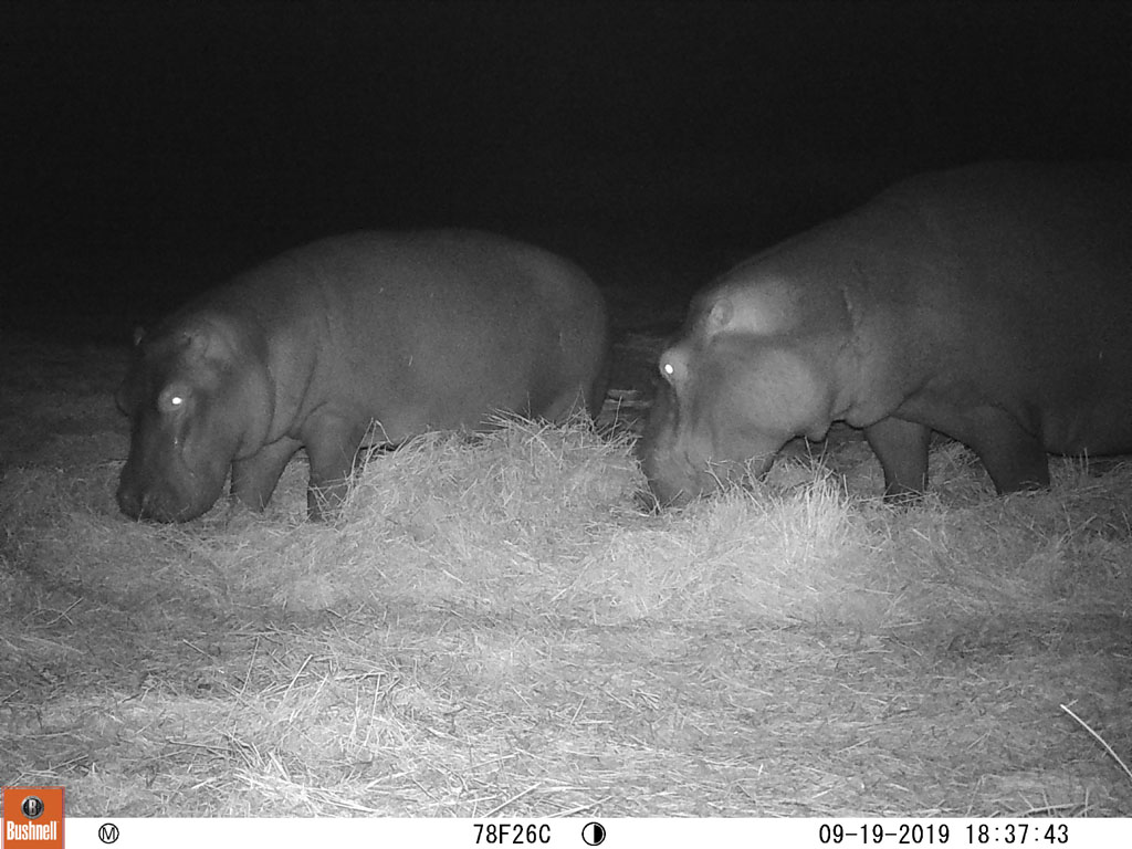 Feeding Hippos Sept. 2019