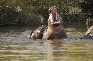 Baby Hippos Playing in the Wild May 2020