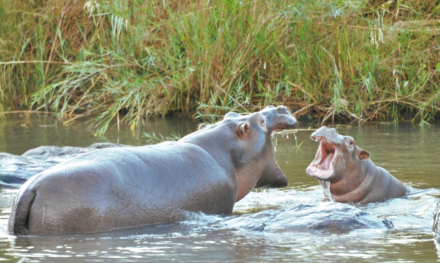 Hippos at Game