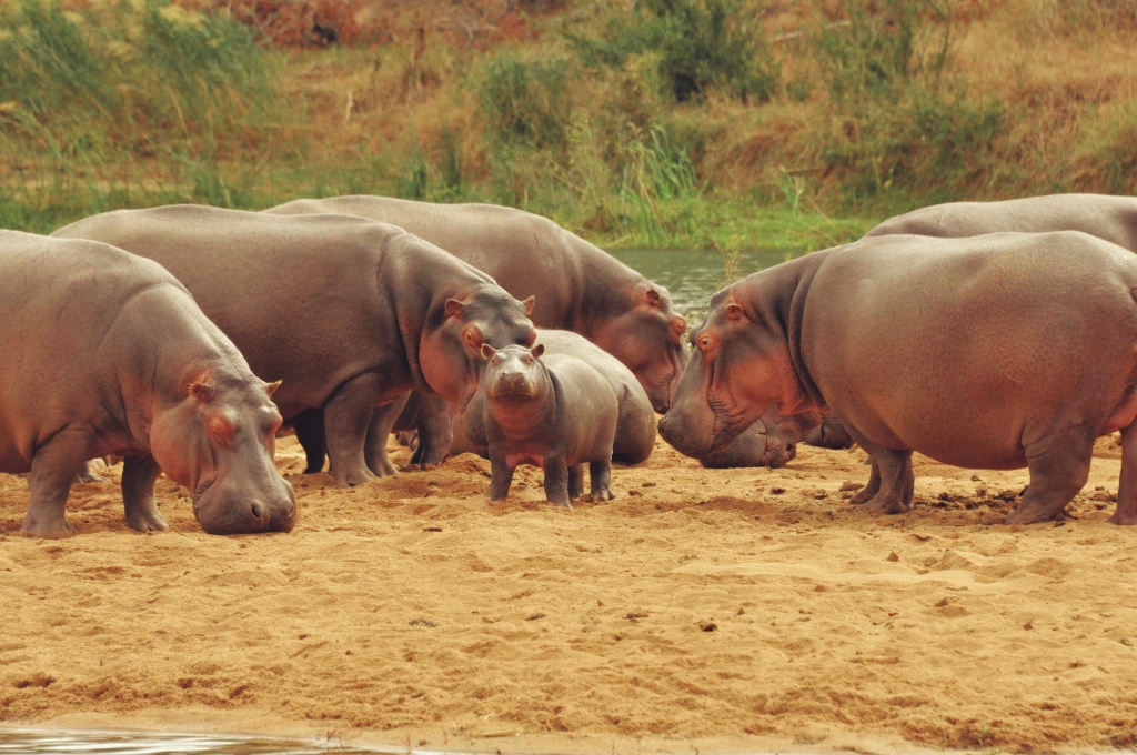 Name a New Baby Hippo – July 2020 (winning name : Kia)