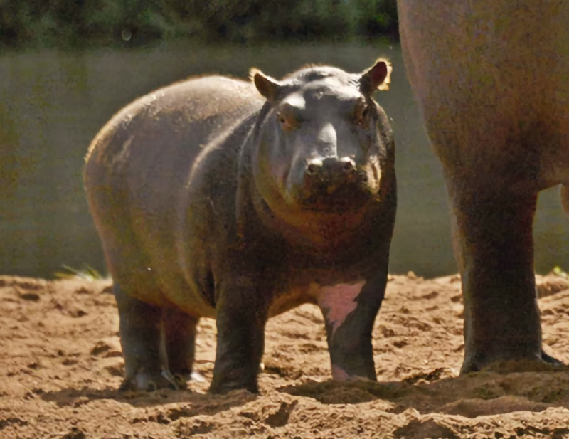 Kia pronounced Kee  - we save wild hippos-