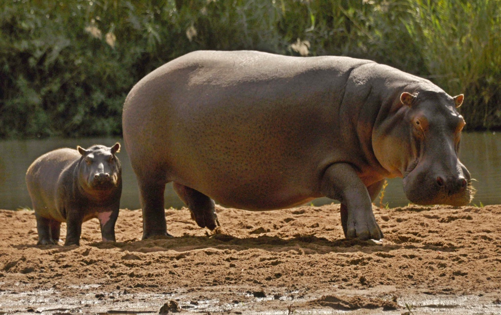 Choose a Hippo to Adopt | SaveTheHippos.info - TurgweHippoTrust for