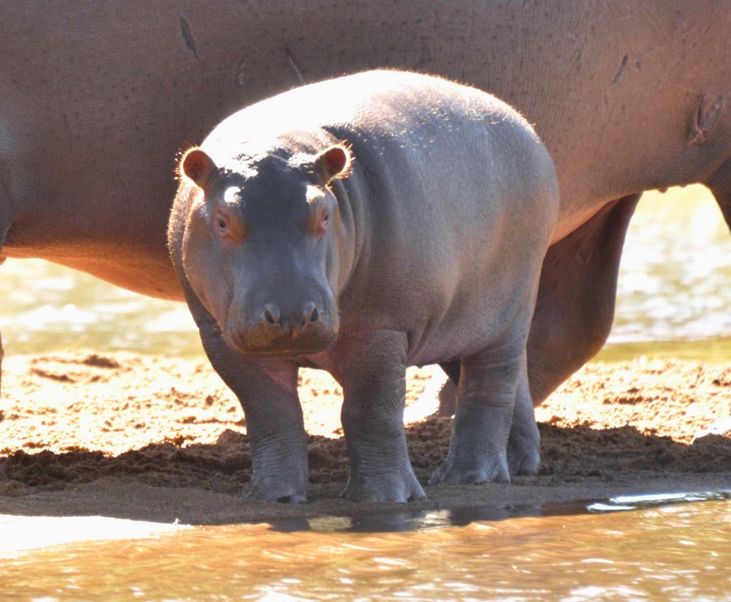A New Lady Hippo is waiting for a Name