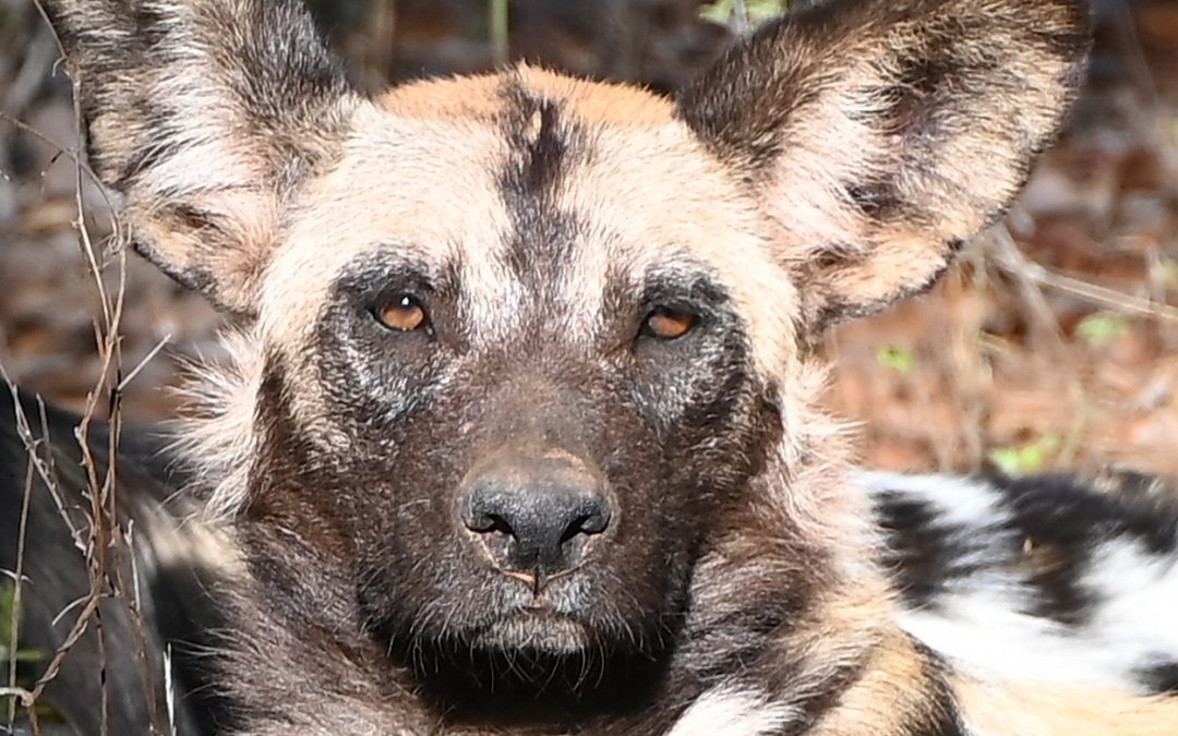 Pangolin, hyena and painted wild dogs August 2022