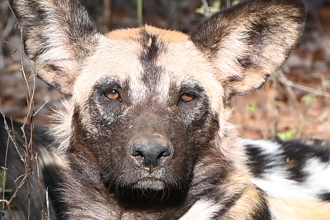 Pangolin, hyena and painted wild dogs August 2022