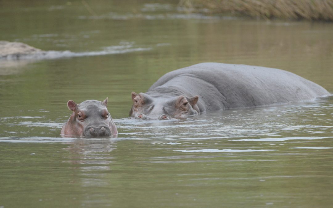 Winner of Name the Baby Hippo