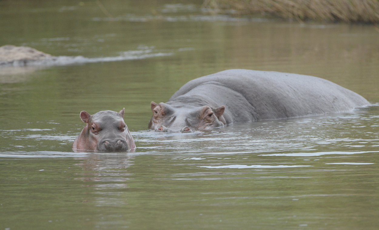 Winner of Name the Baby Hippo